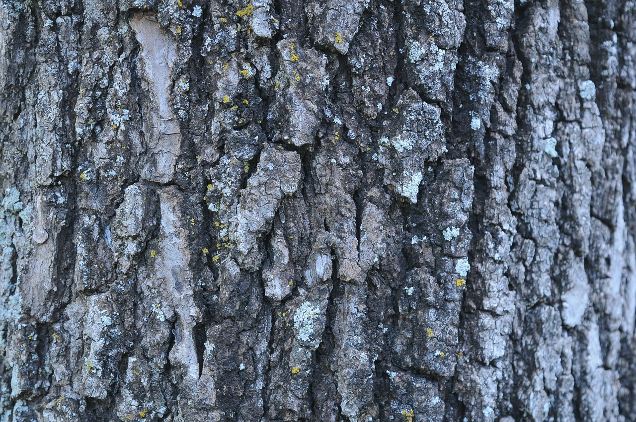 oak wood texture free photo