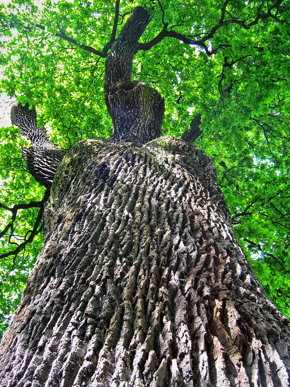 oak oaks tree free photo