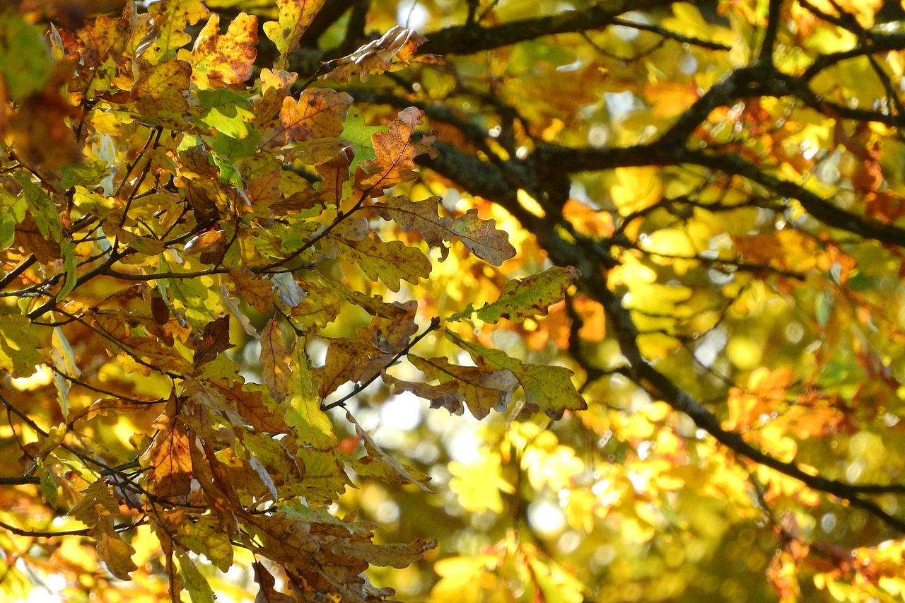 oak oak leaves branch free photo