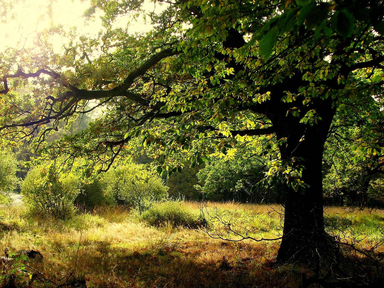 oak forest tree free photo