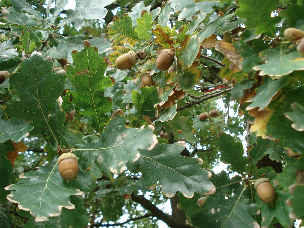 oak oak leaves acorns free photo