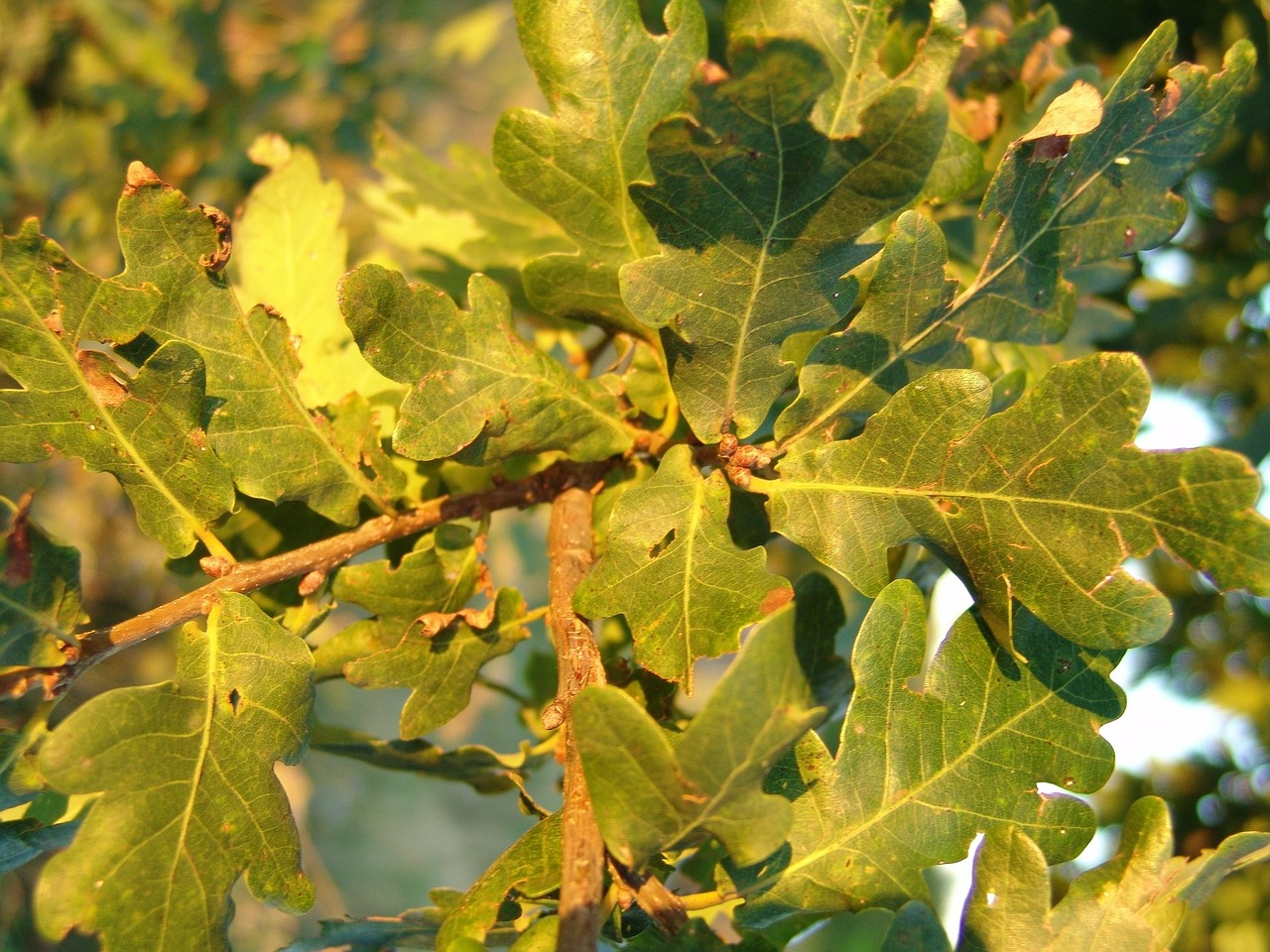 oak,oak leaves,acorns,leaves,free pictures, free photos, free images, royalty free, free illustrations, public domain
