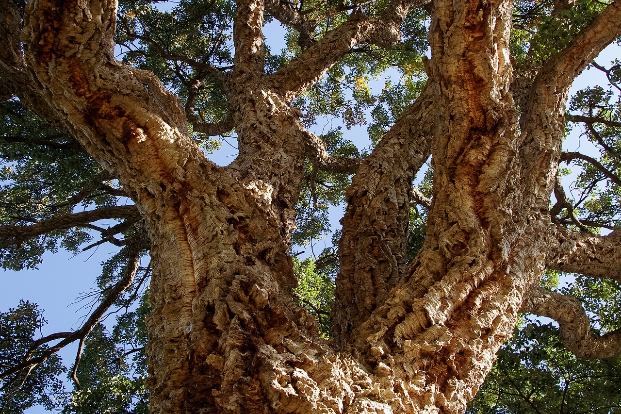 oak cork quercus suber free photo