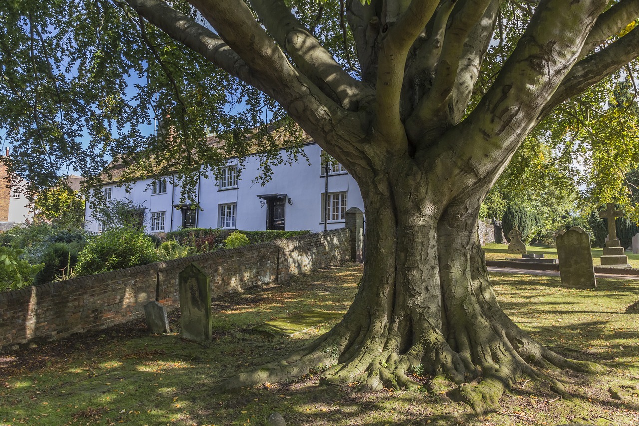 oak tree oak tree free photo