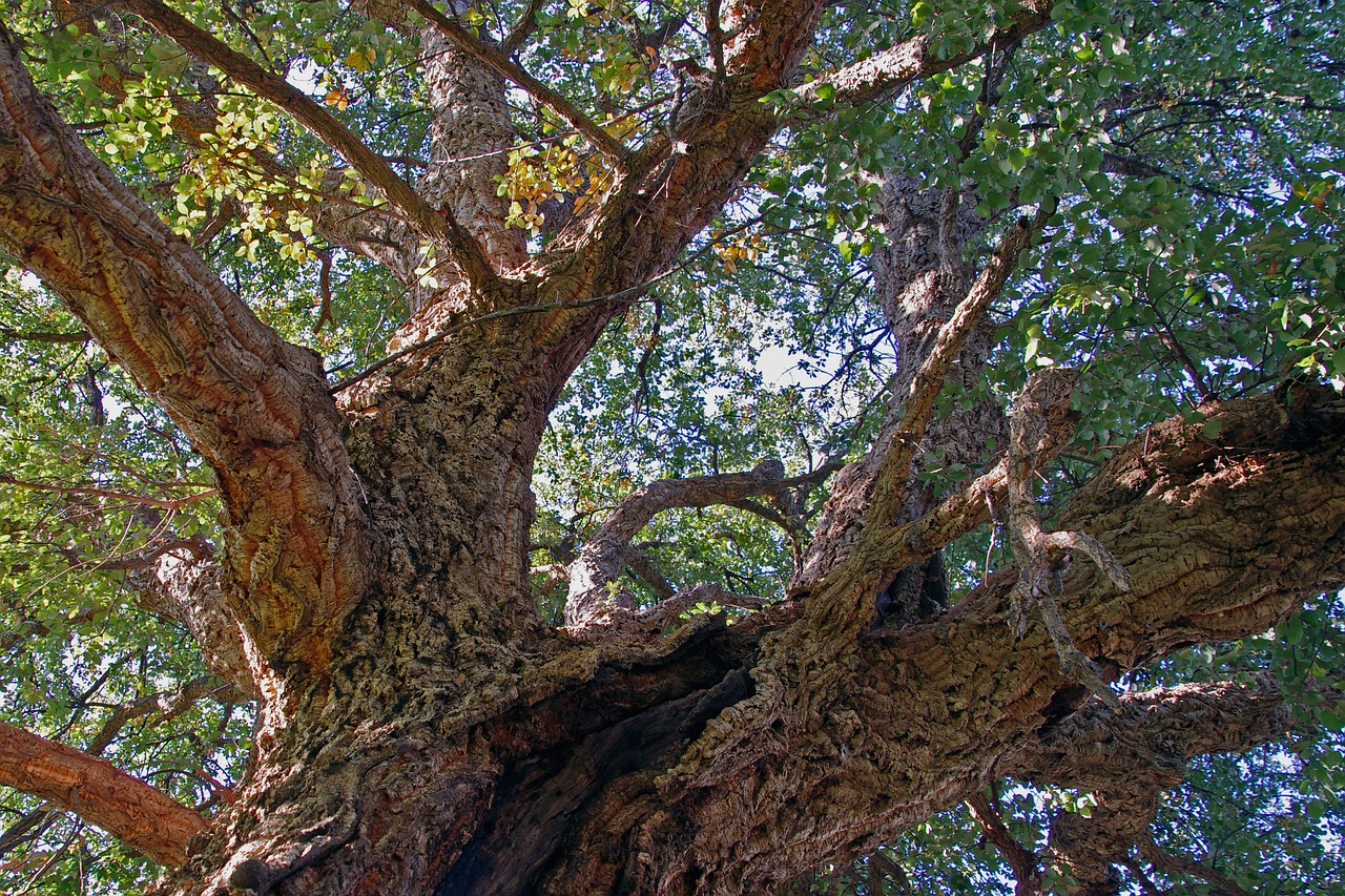 oak cork quercus suber free photo
