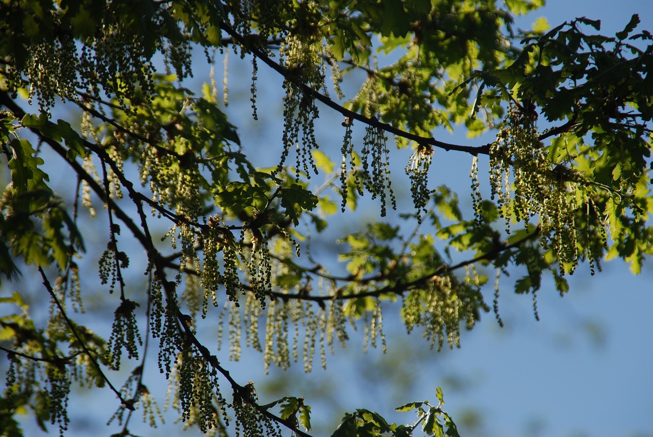 oak flowers buds free photo