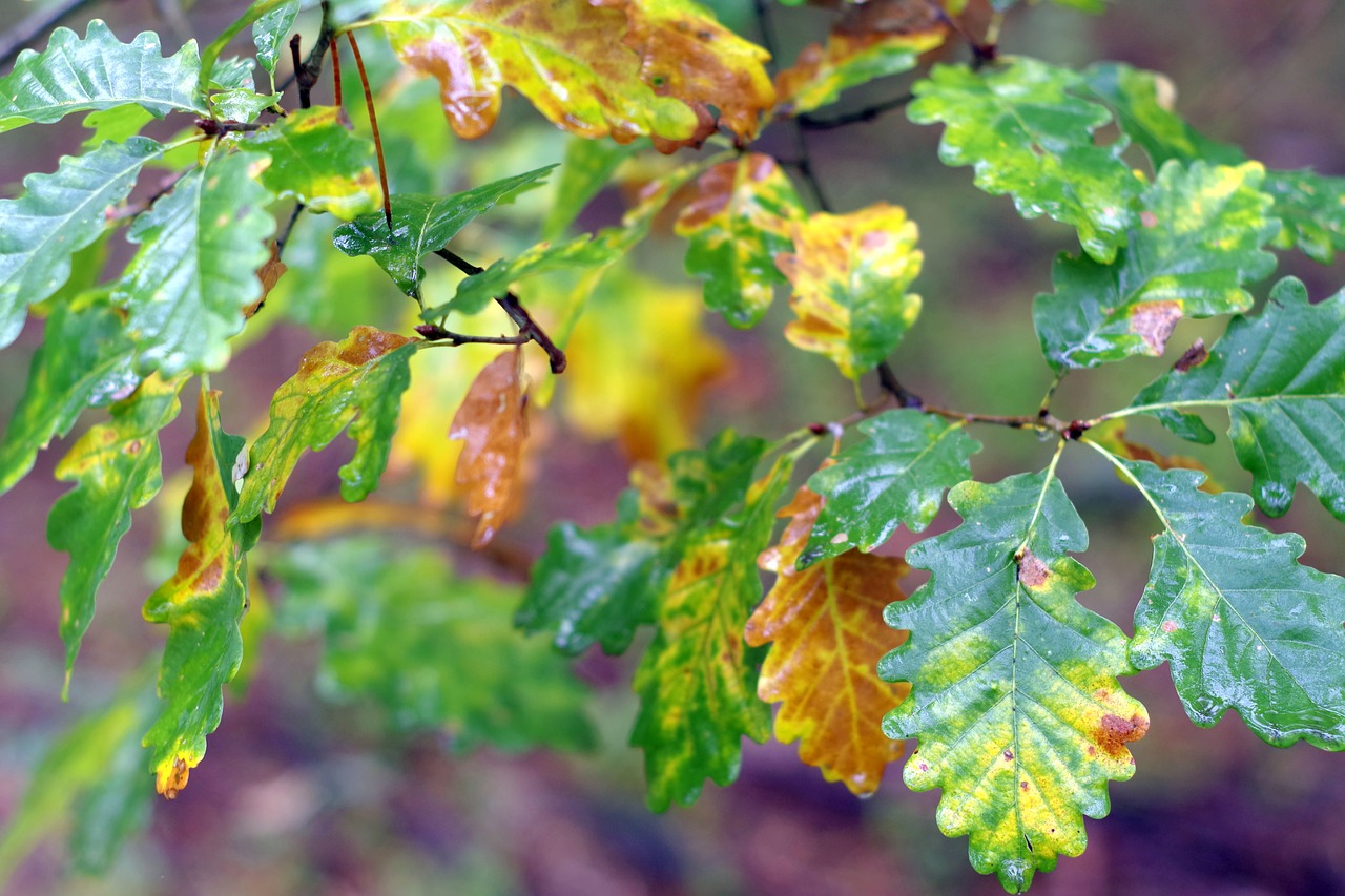 oak foliage yellow free photo