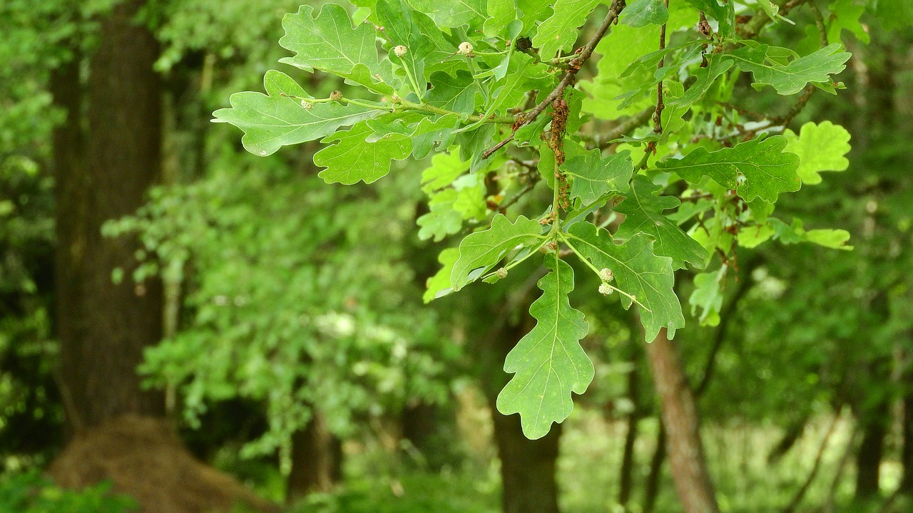 oak leaves branch free photo