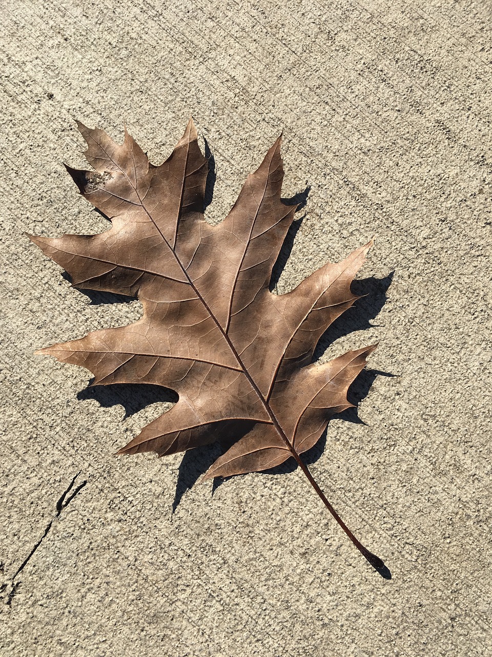 oak leaf brown free photo