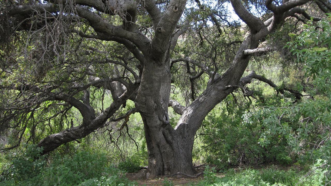 oak california tree free photo