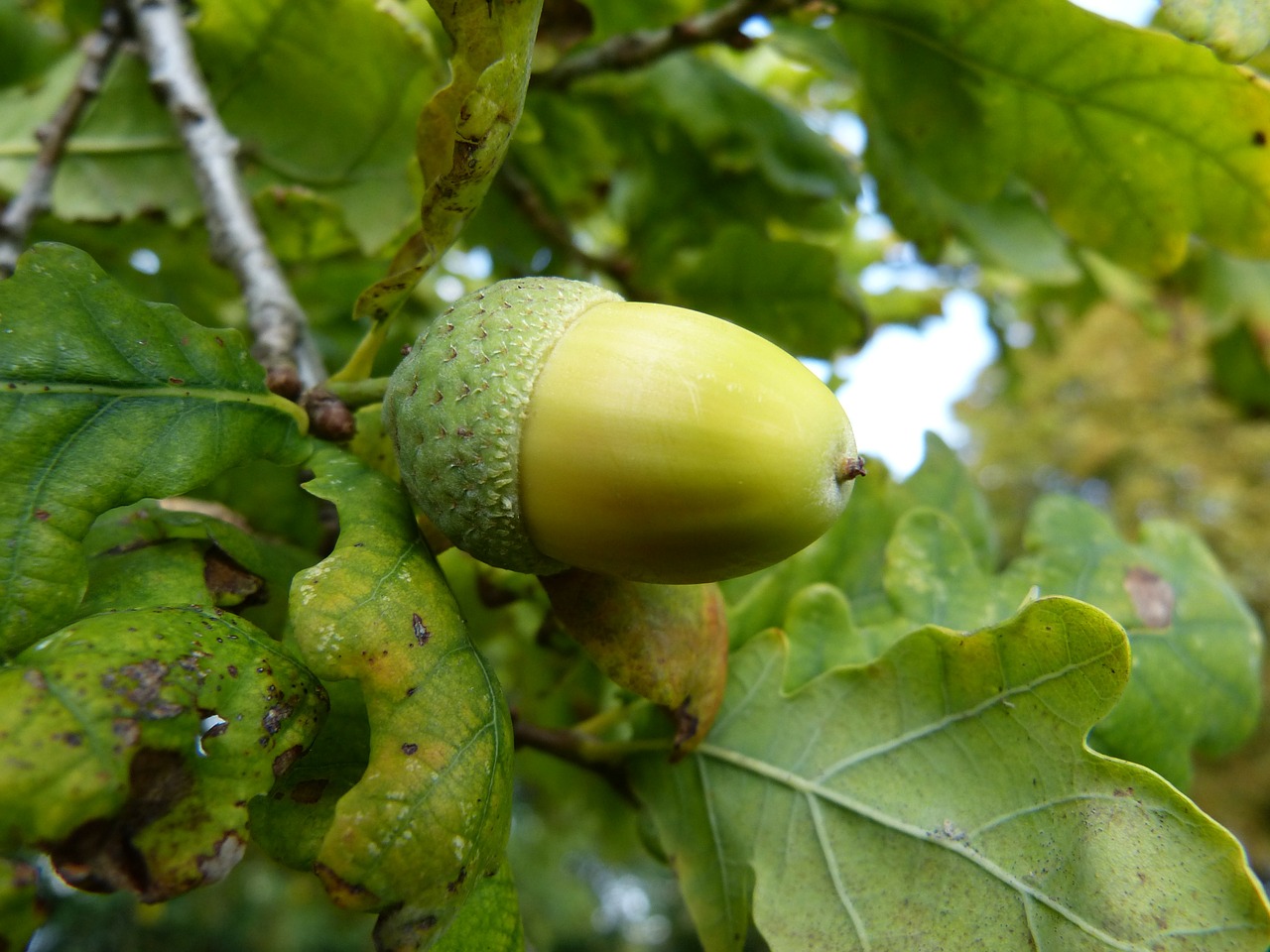 oak acorn fruit free photo
