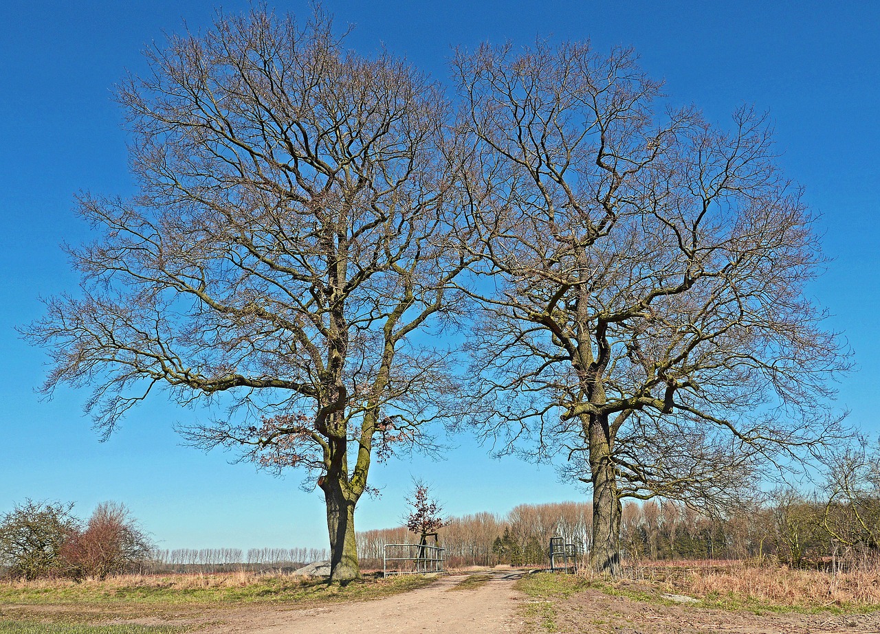 oak solitaire wintry free photo