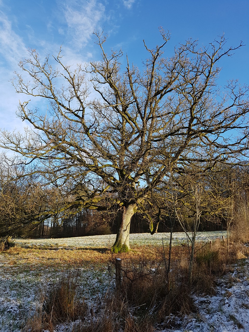 oak wood oak tree free photo
