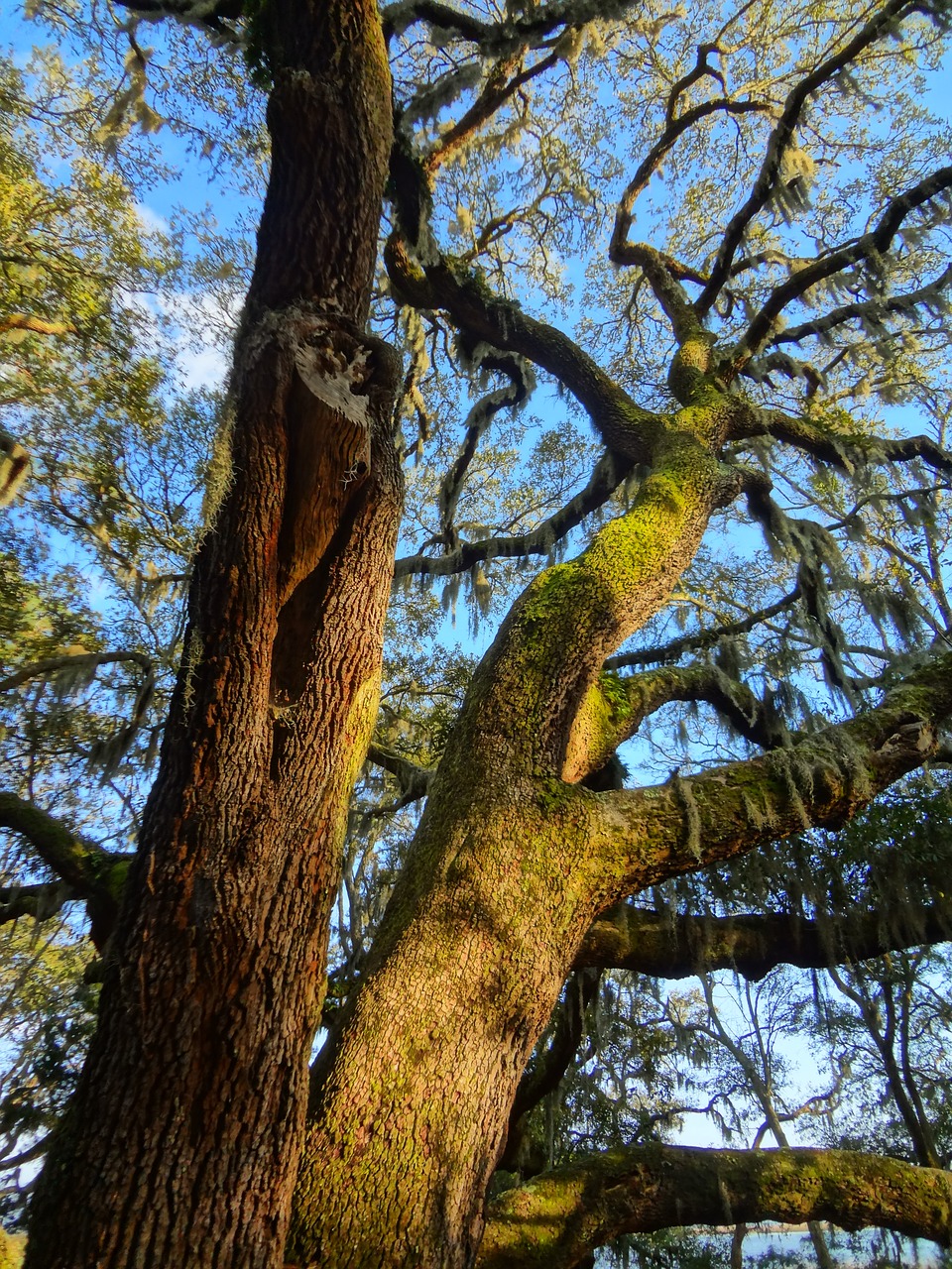 oak trees nature free photo