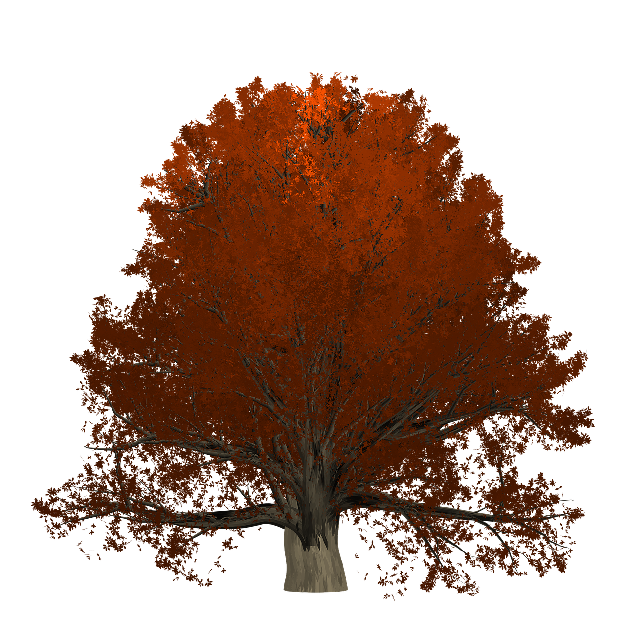 oak tree orange free photo