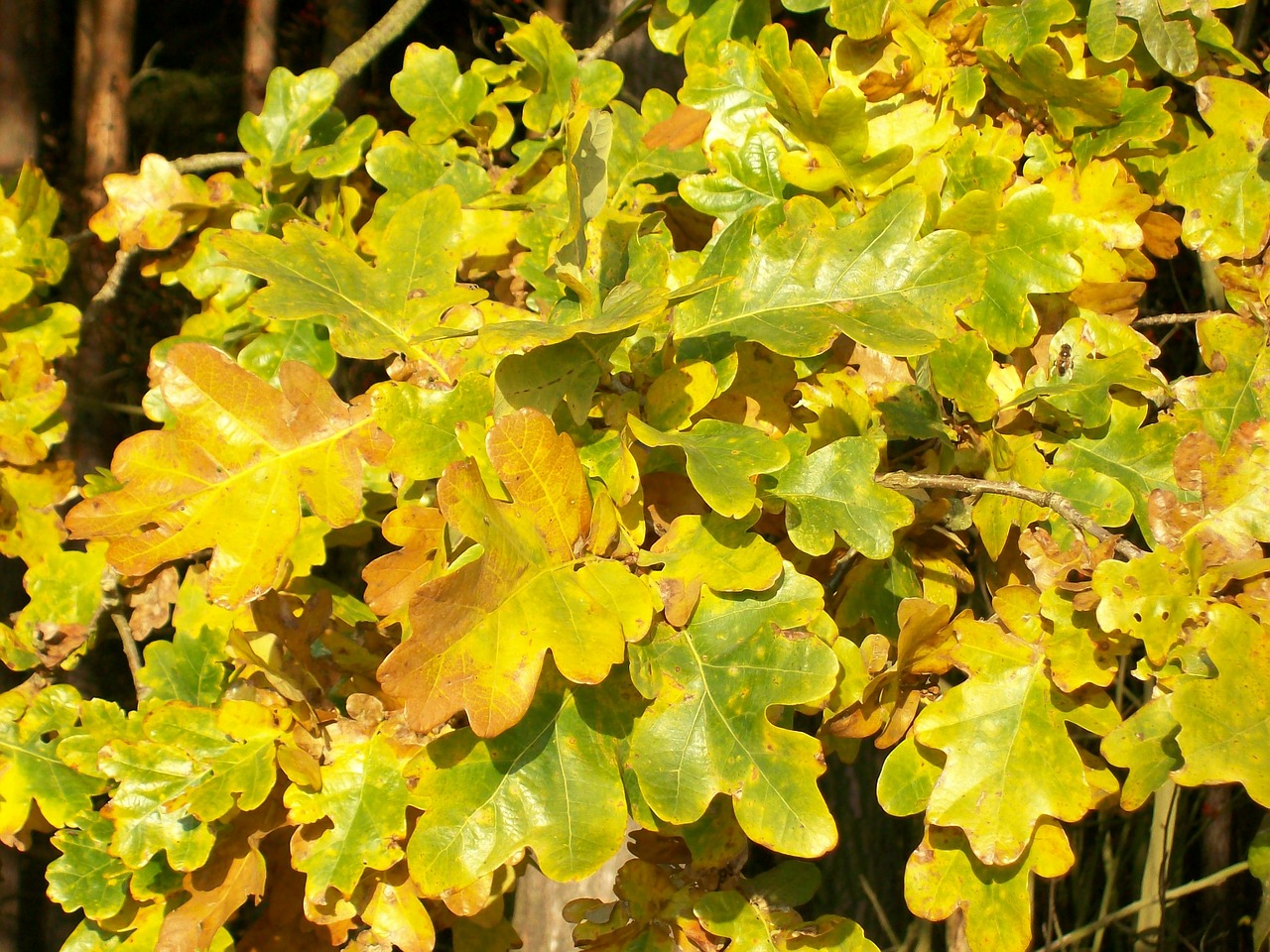 oak oak leaves leaves free photo