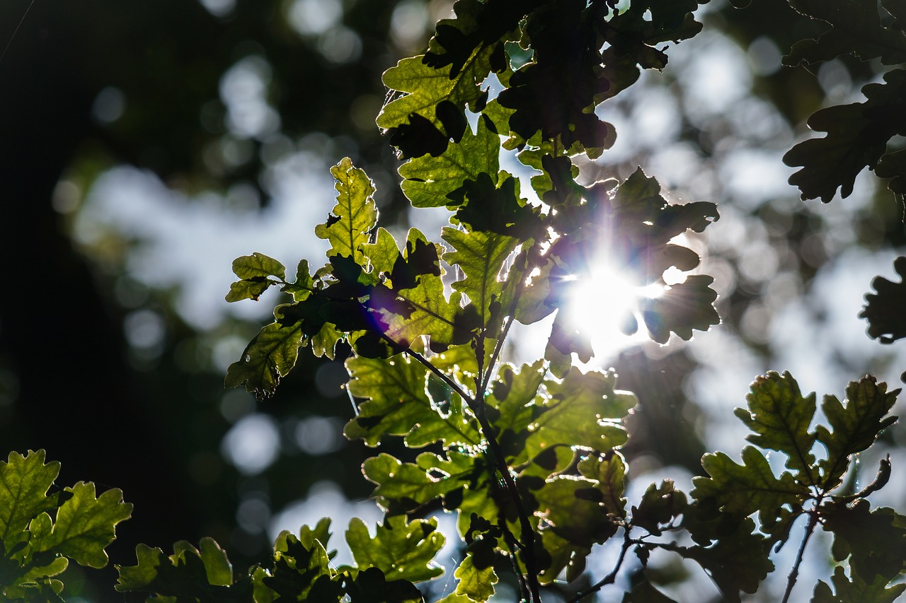 oak oak leaves back light free photo