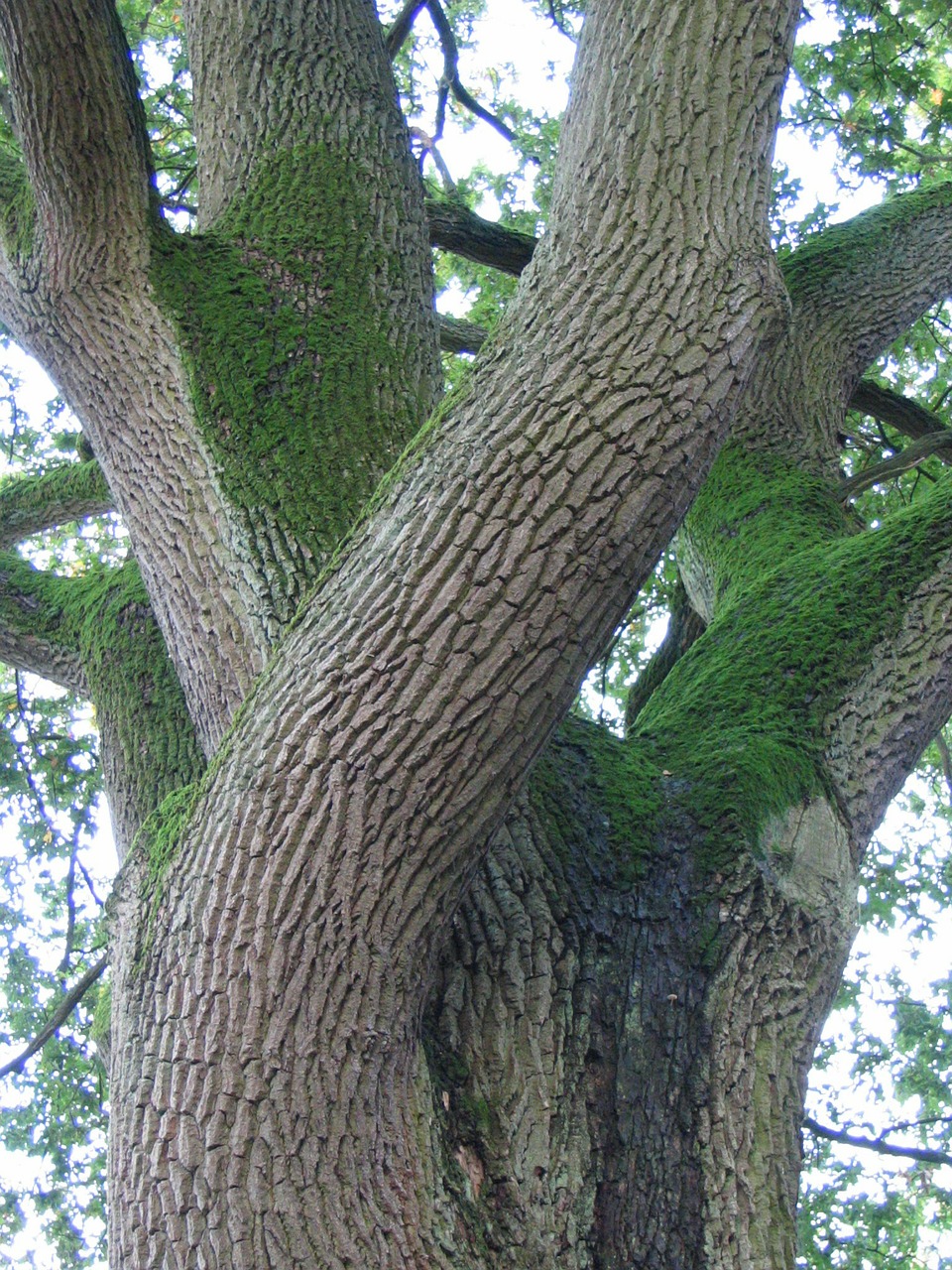 oak tree nature free photo