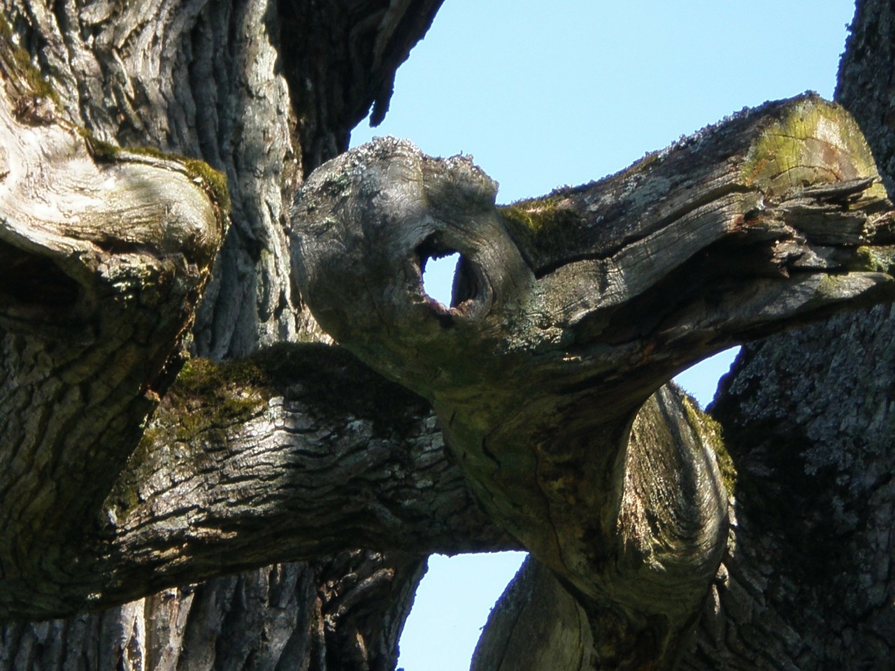 oak tree face hantu ghost free photo