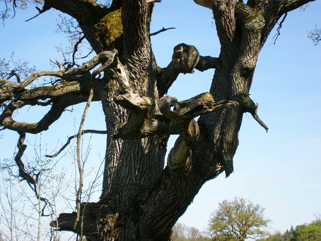 oak oak tree gnarled free photo
