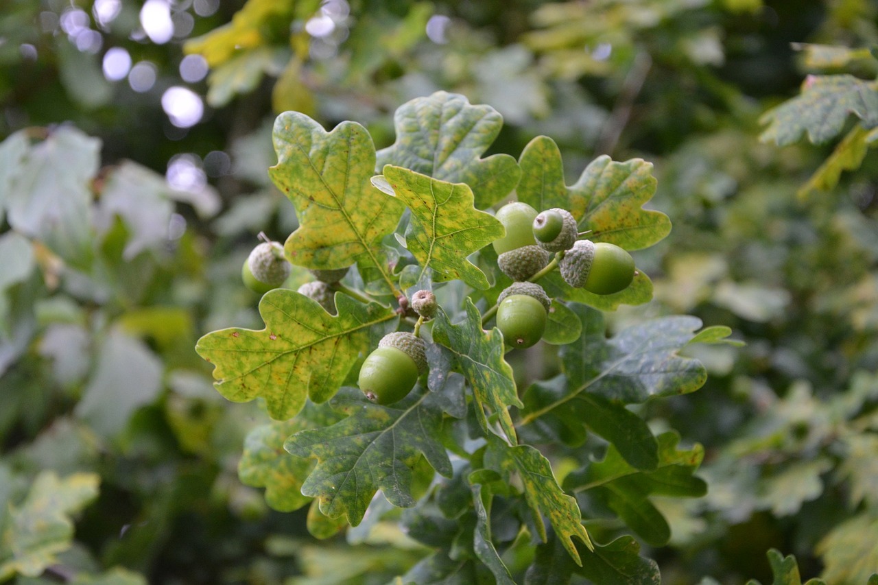 oak acorns the fruit of the tree free photo