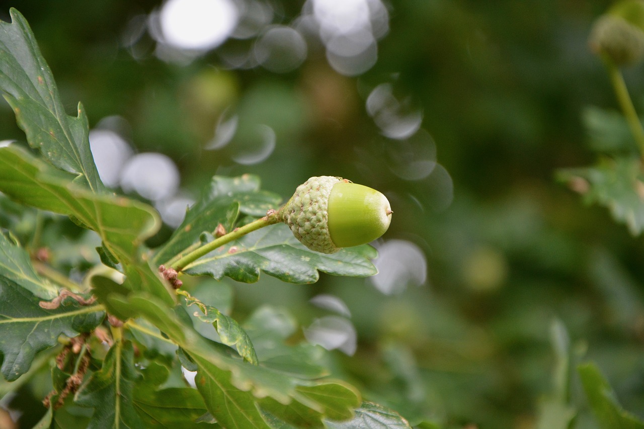 oak acorn fruit free photo