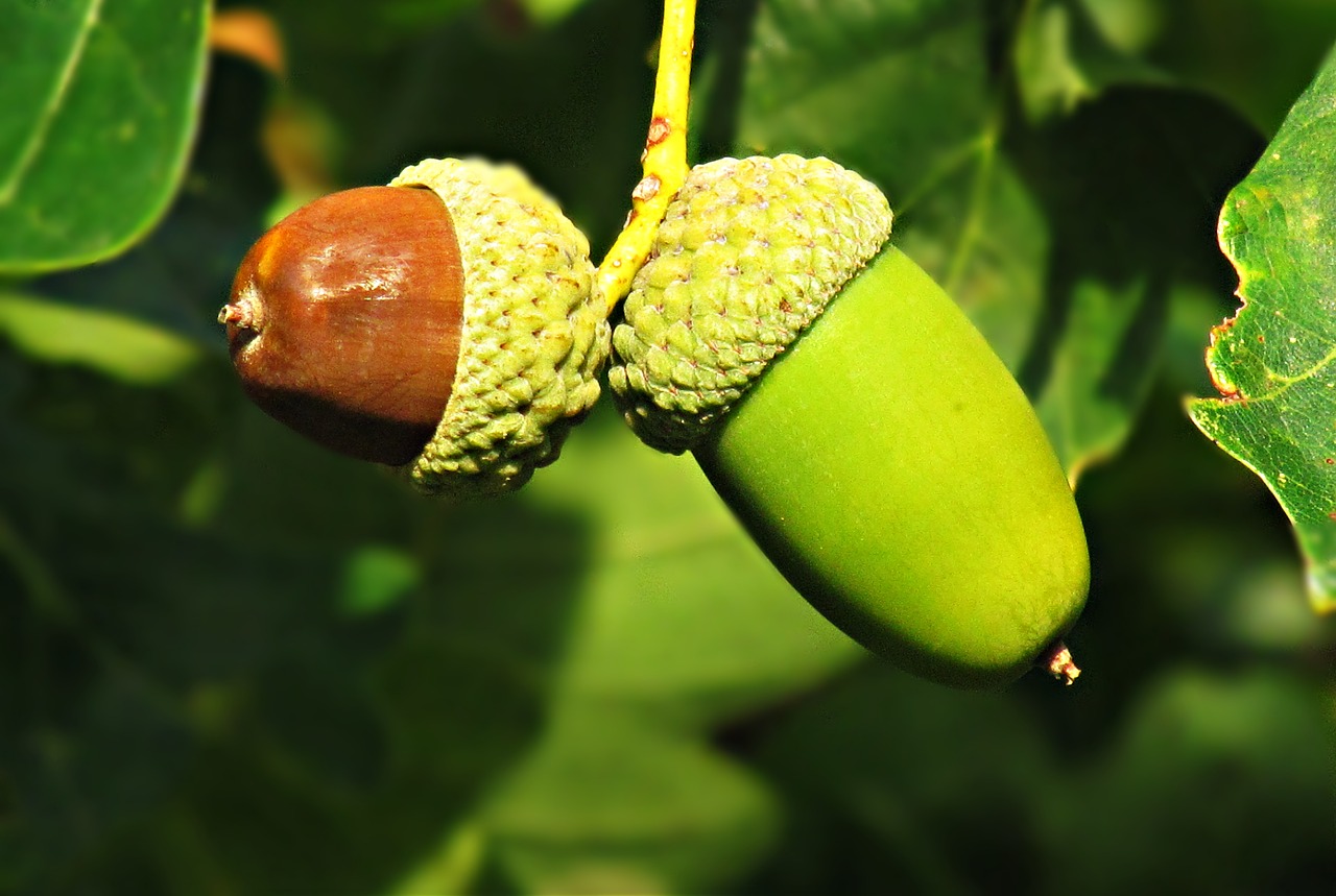 oak tree acorns free photo