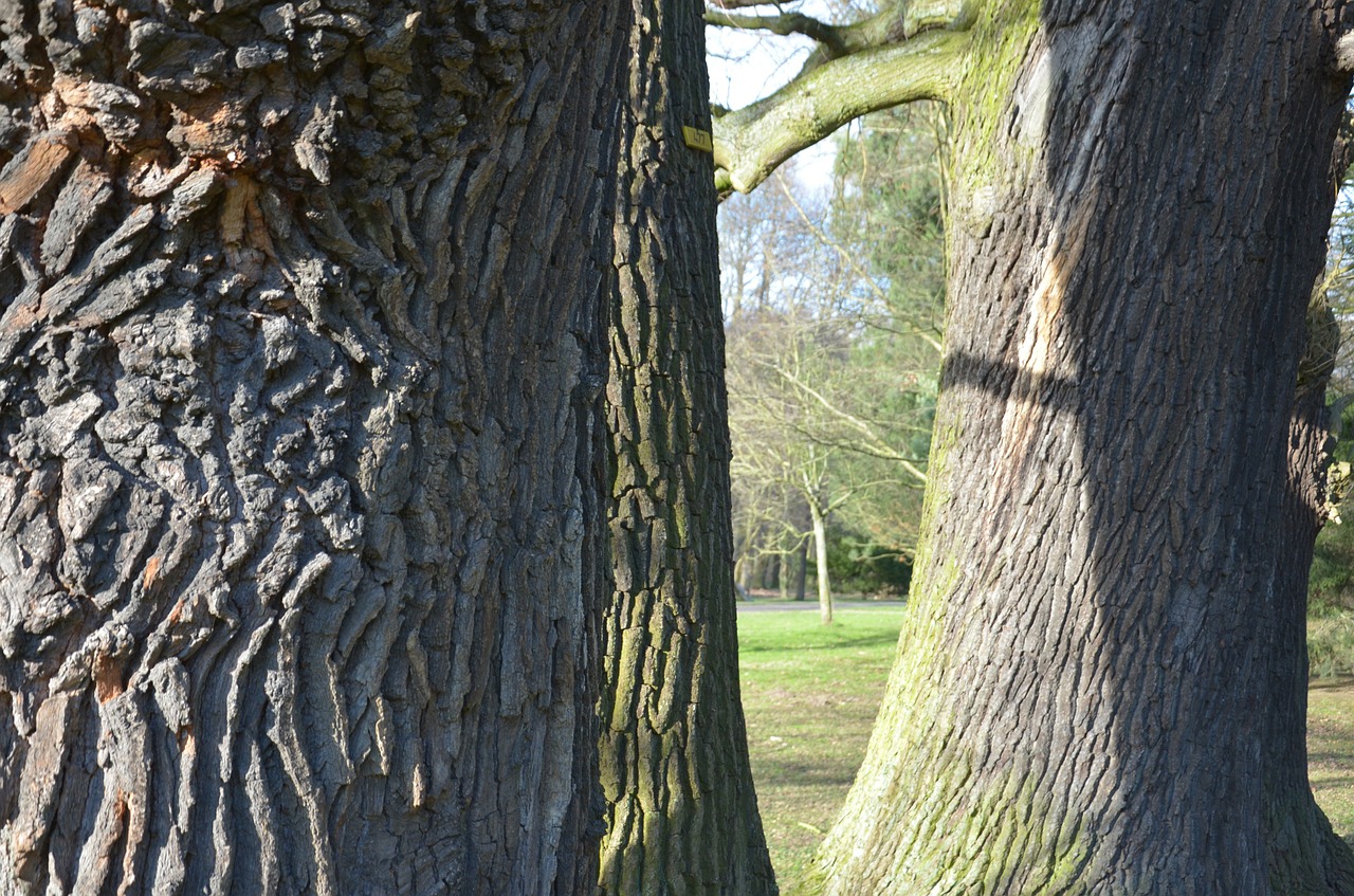 oak tree bark free photo