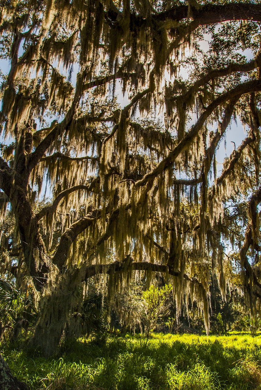 oak moss sunrise free photo