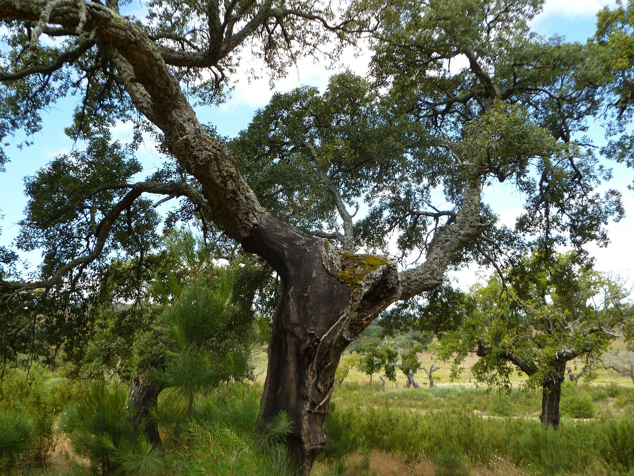 oak tree old free photo