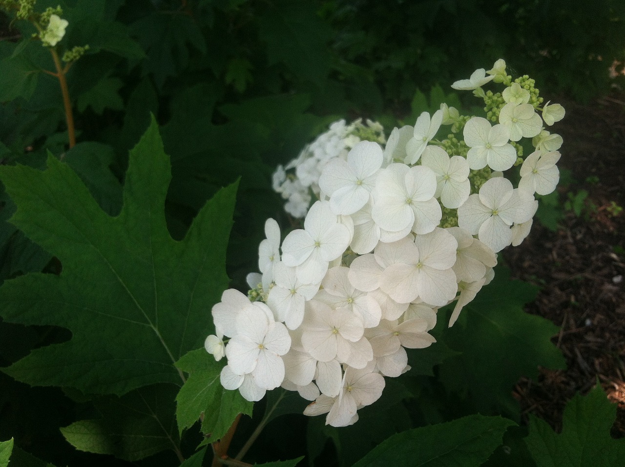 oak leaf hydrangea free photo