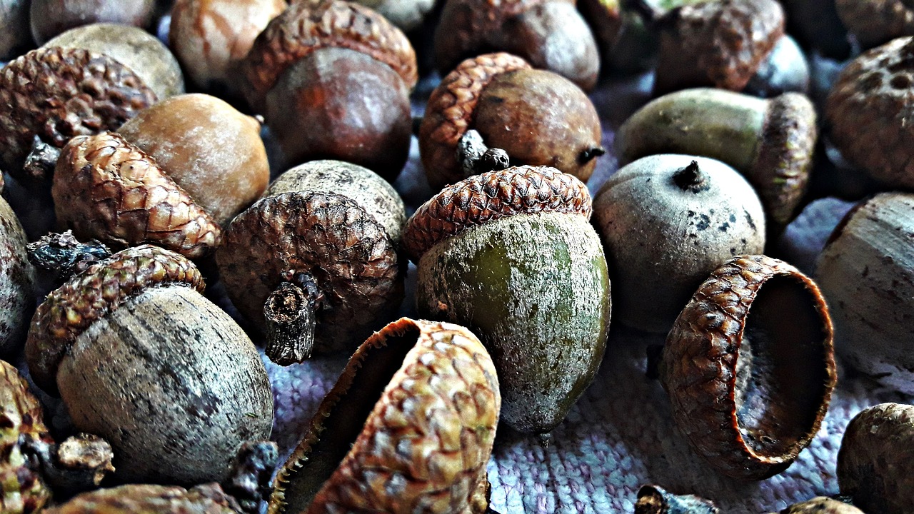 oak acorns nature free photo