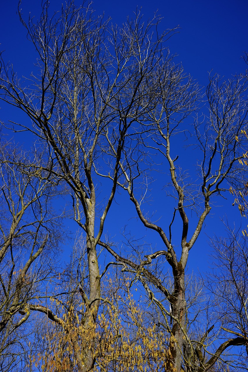 oak trees deciduous tree free photo