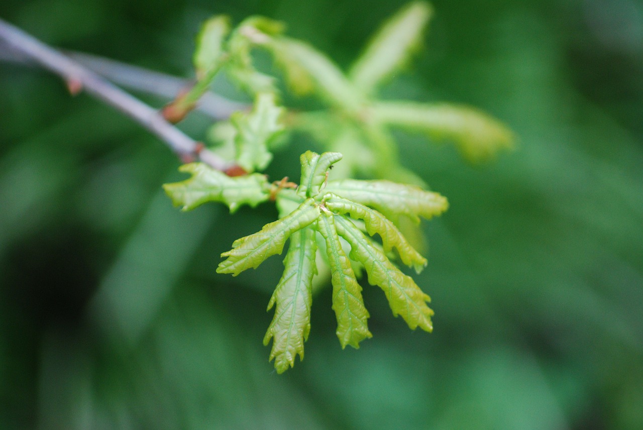 oak spring leaves free photo