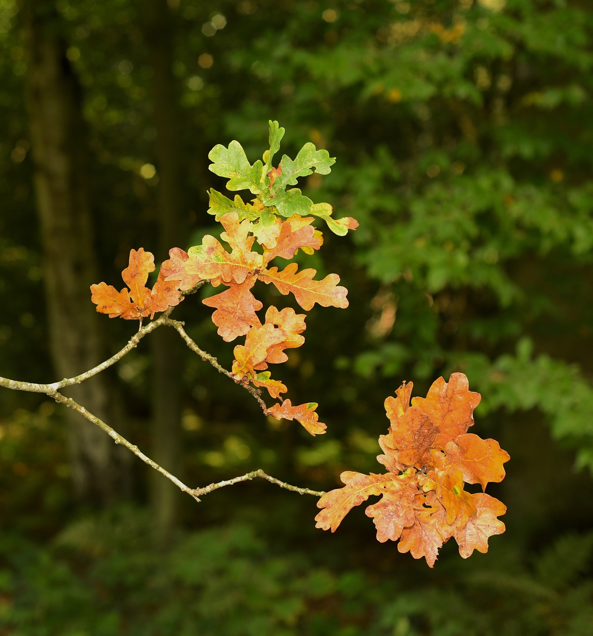 oak leaf autumn free photo
