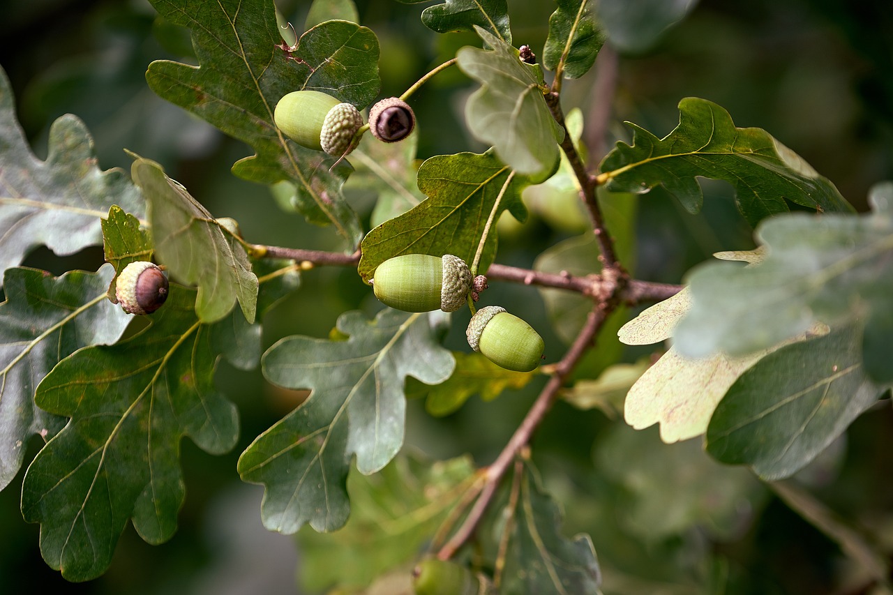 oak acorn nature free photo
