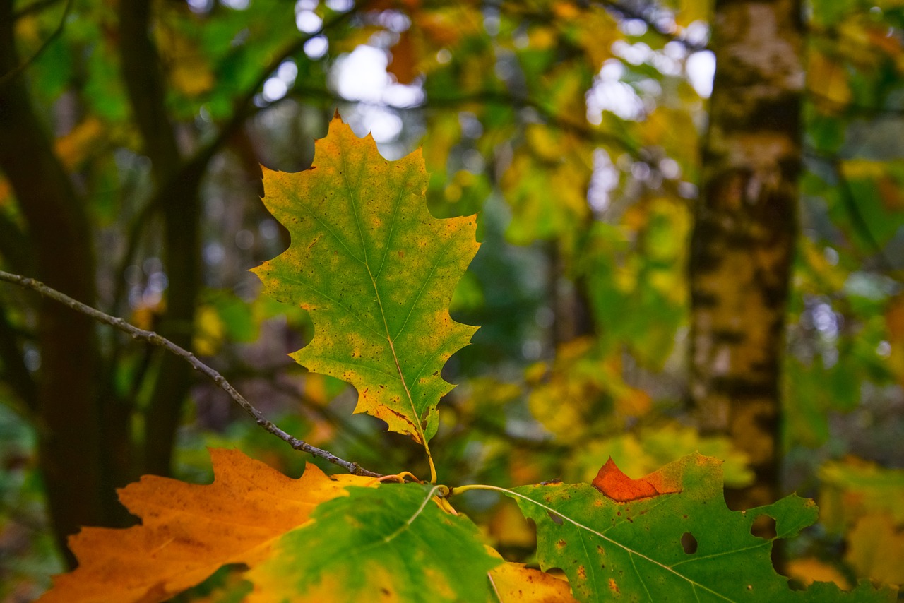oak leaf autumn free photo