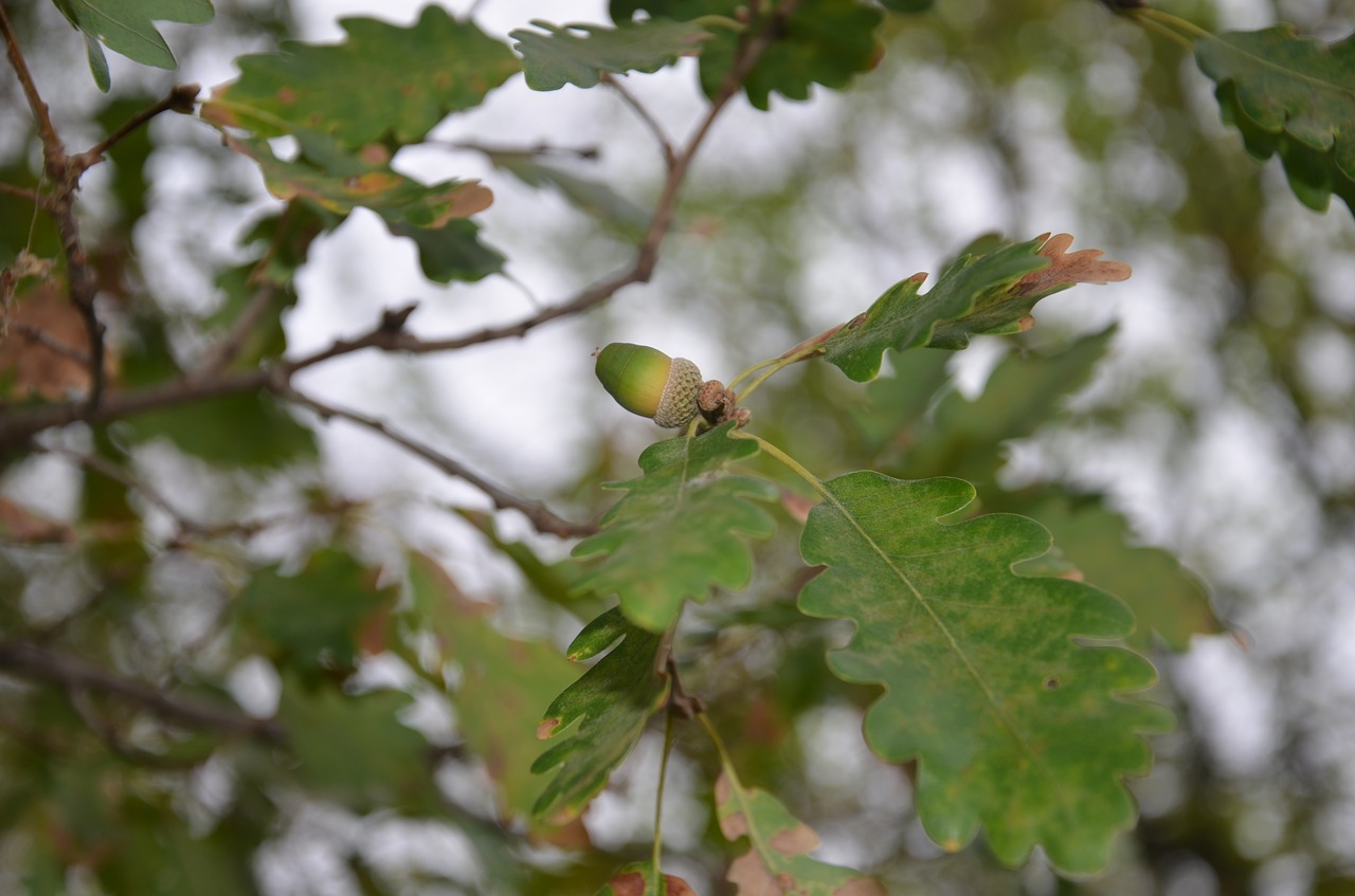 oak tree acorn free photo