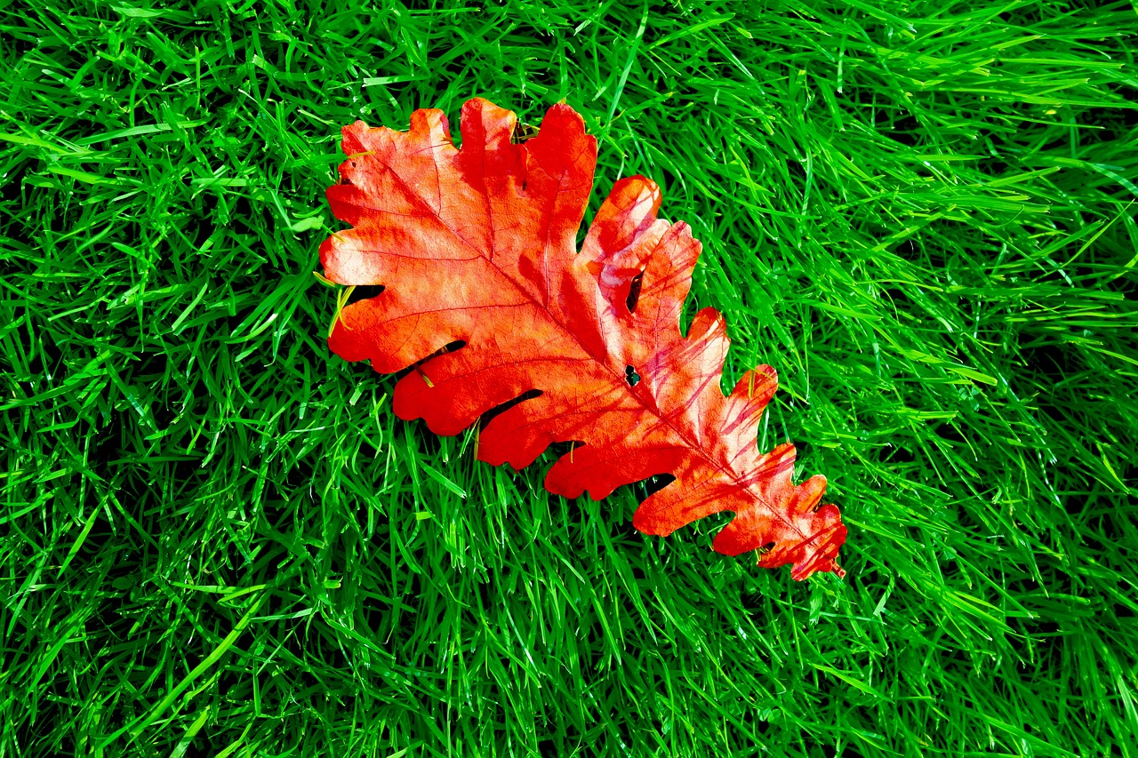 oak leaf oak leaf free photo