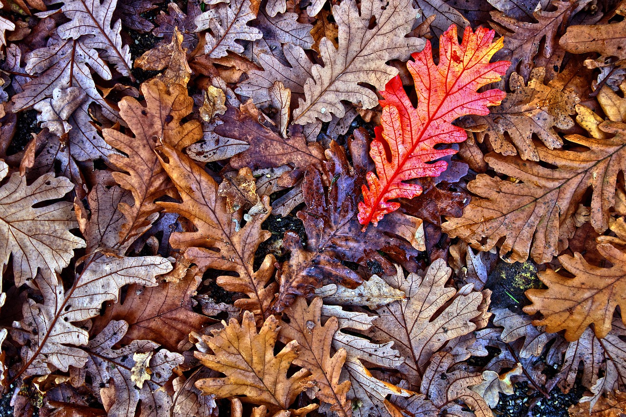 oak leaves oak leaves free photo