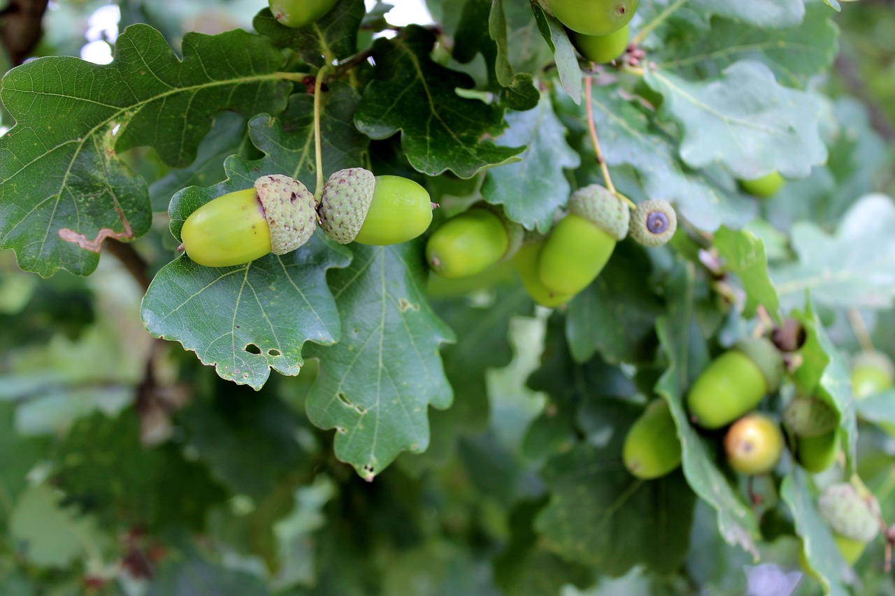 oak green acorns free photo