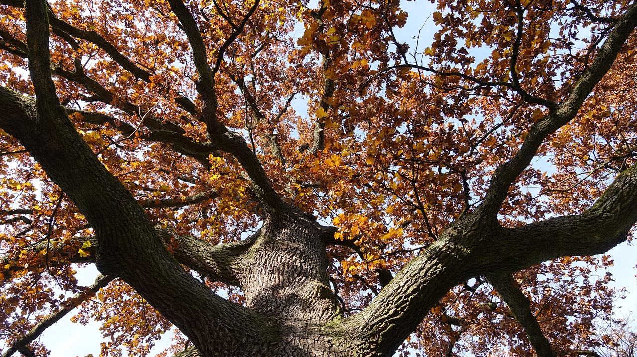 oak fall color tribe free photo