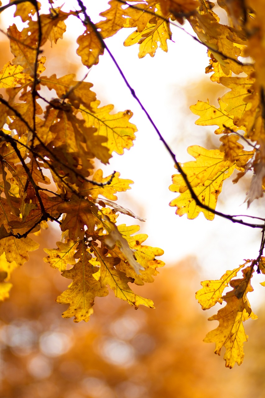 oak autumn yellow free photo