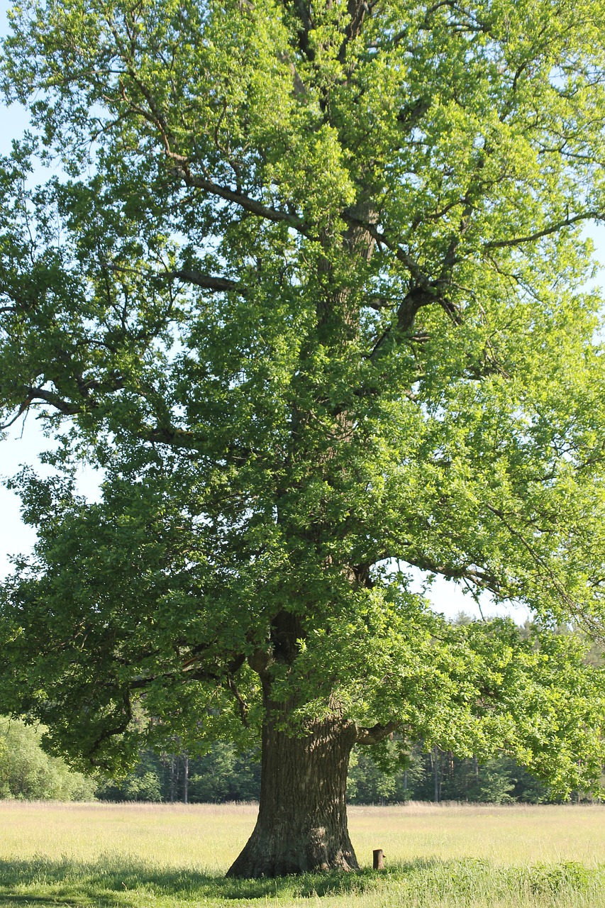 oak  field  summer free photo