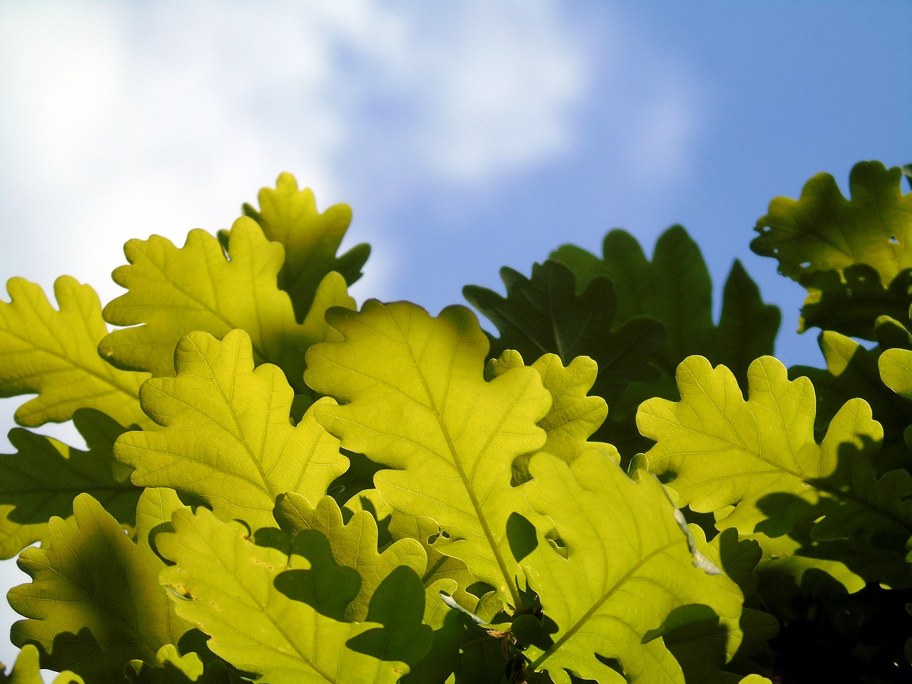 oak  leaves  tree free photo