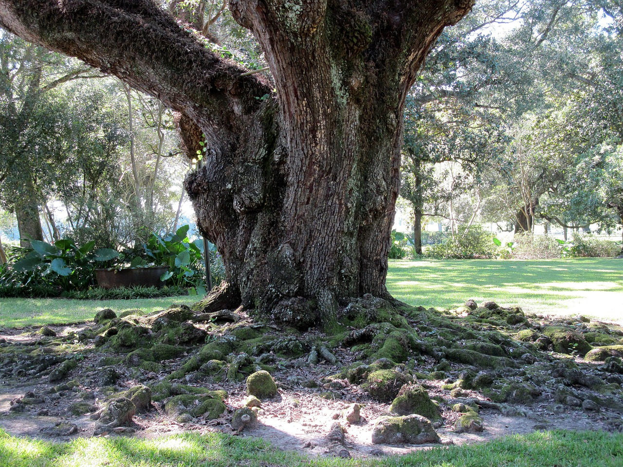 oak tree roots free photo