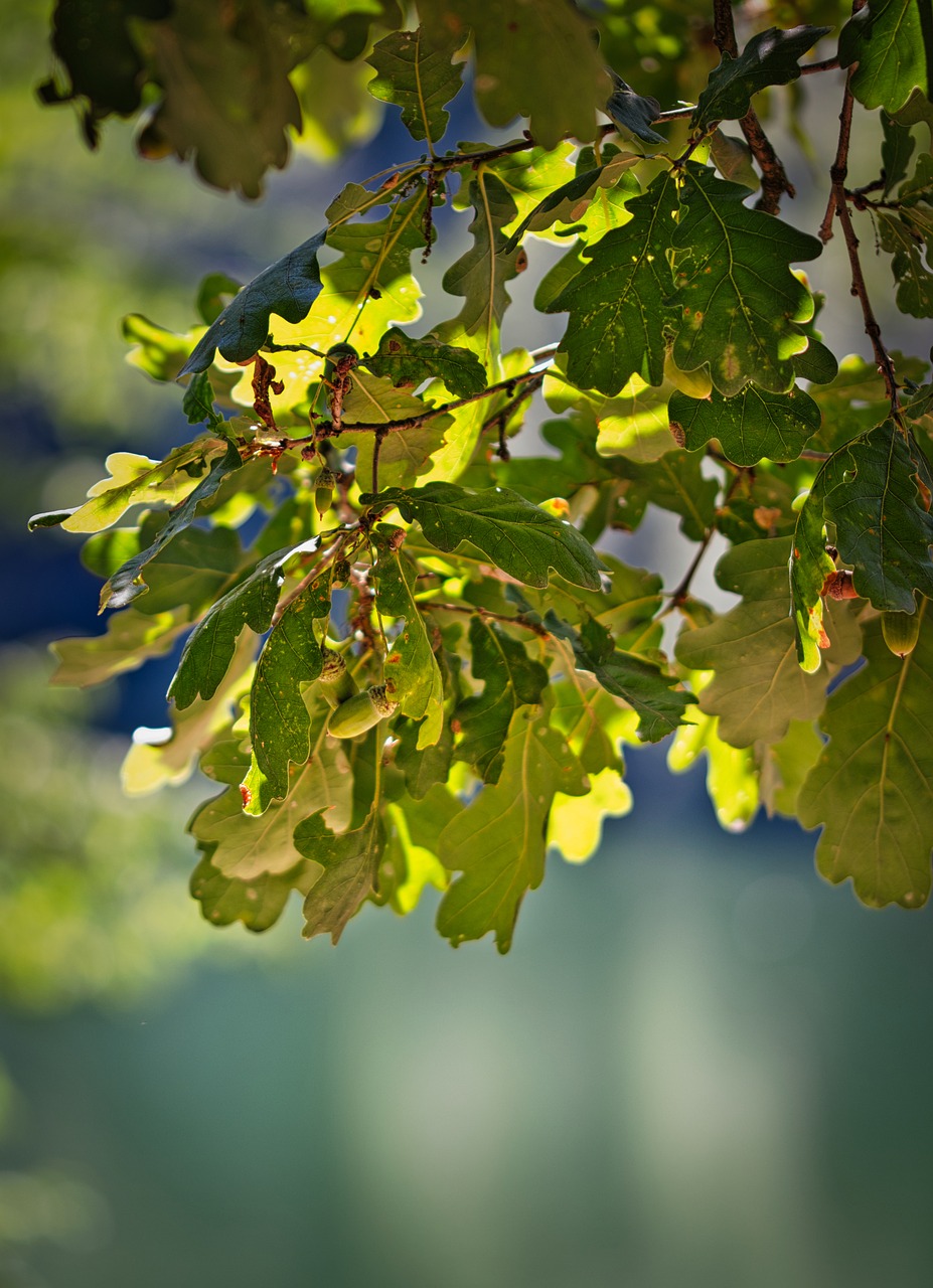 oak  leaves  nature free photo