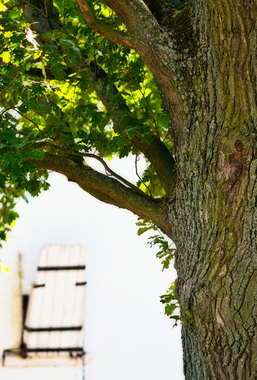 oak  tree  nature free photo