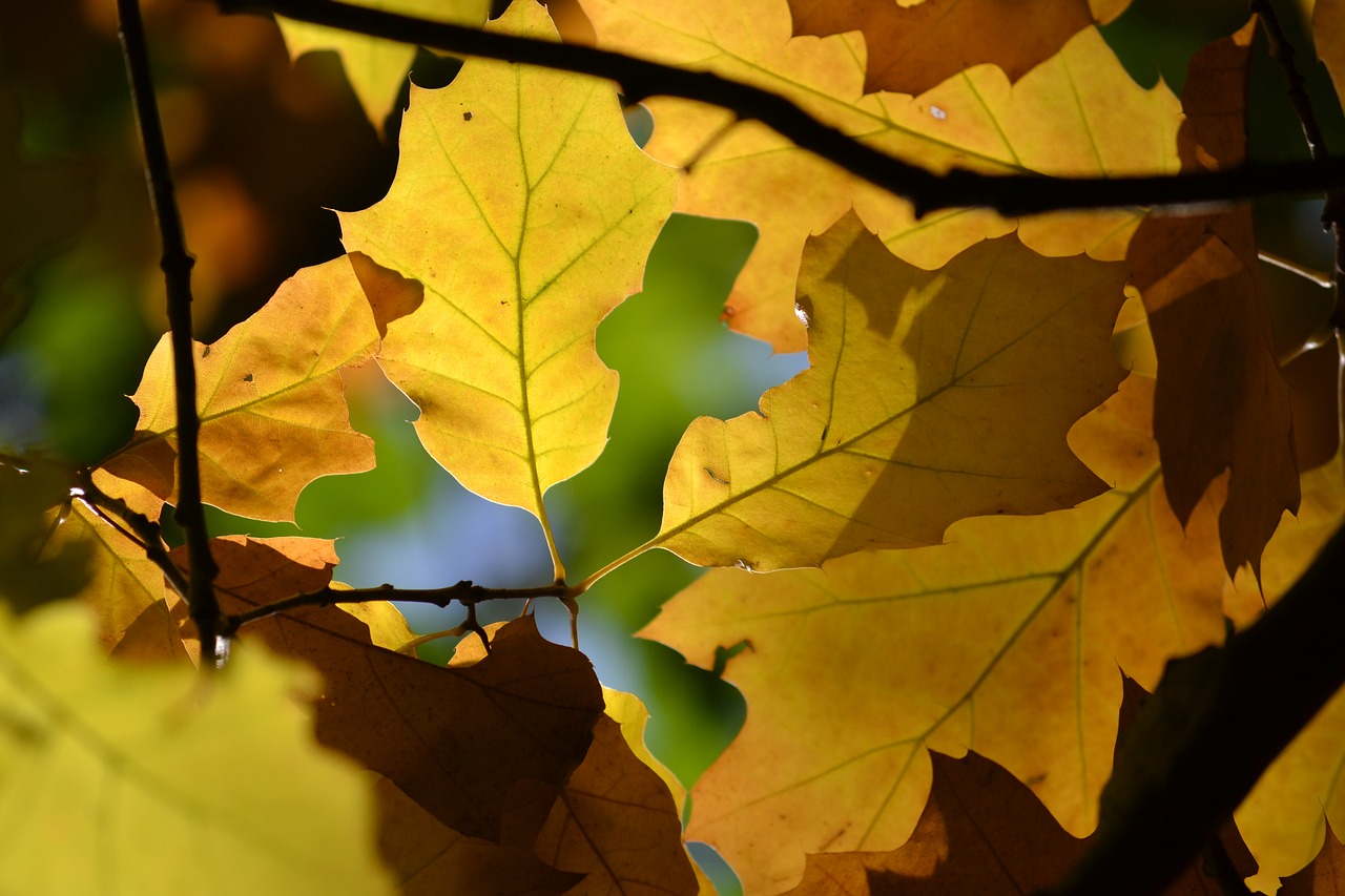 oak  leaves  autumn free photo