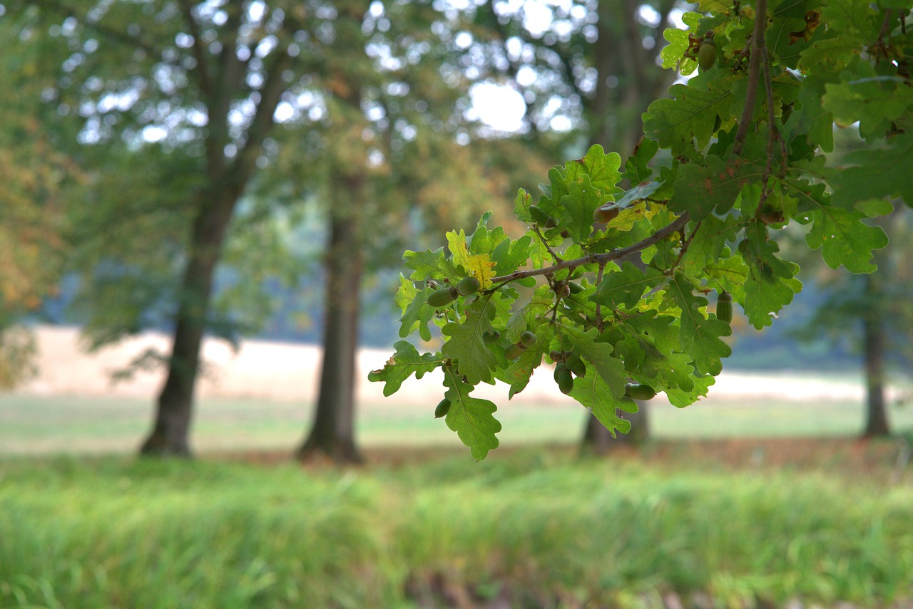 oak  autumn  leaves free photo